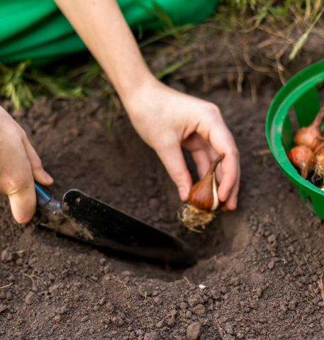 Planter les bulbes à l'automne pour un printemps fleuri