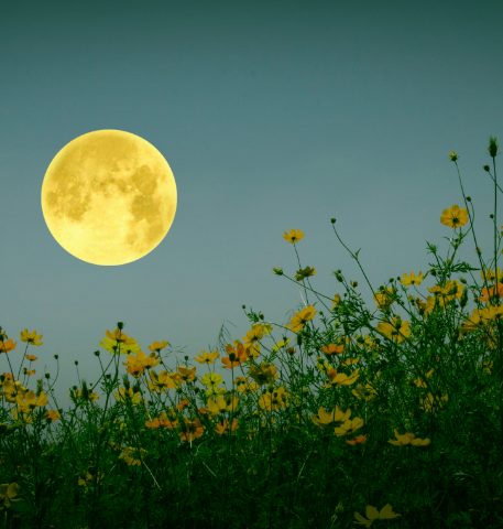 JARDINER AVEC LA LUNE EN 2024 