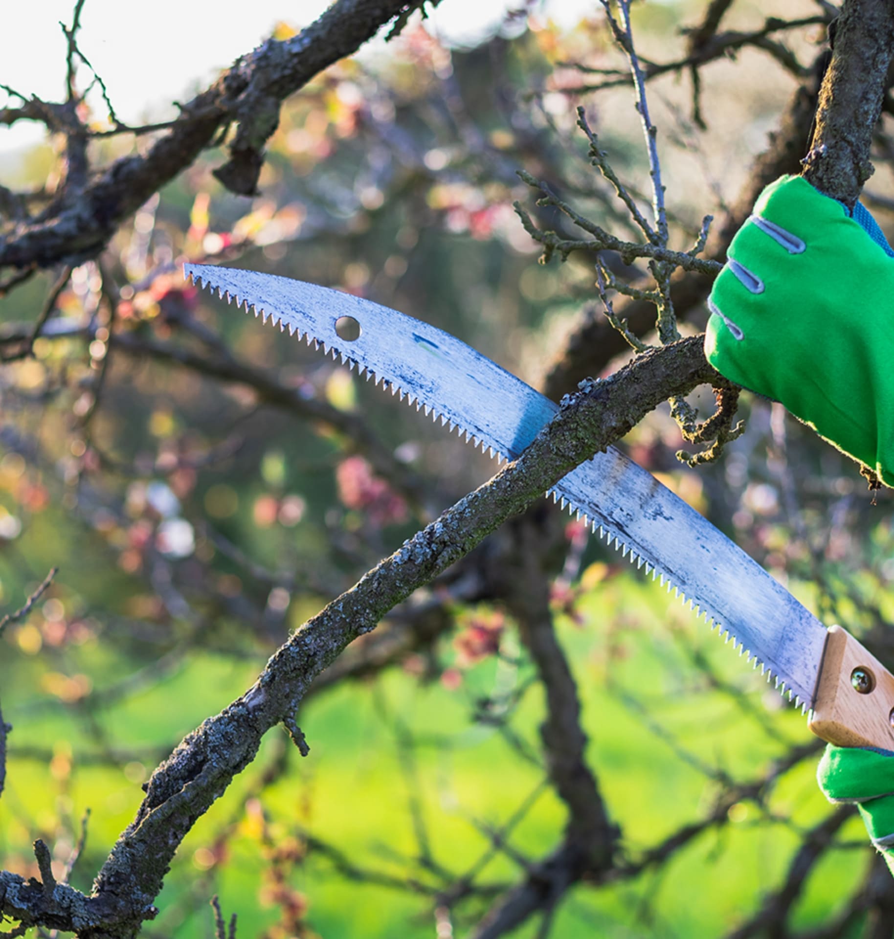 Saw trees. Sawing Branches. A Gardener Cutting Tree Branches. Cutting the Tree with hand. Trim Branch.